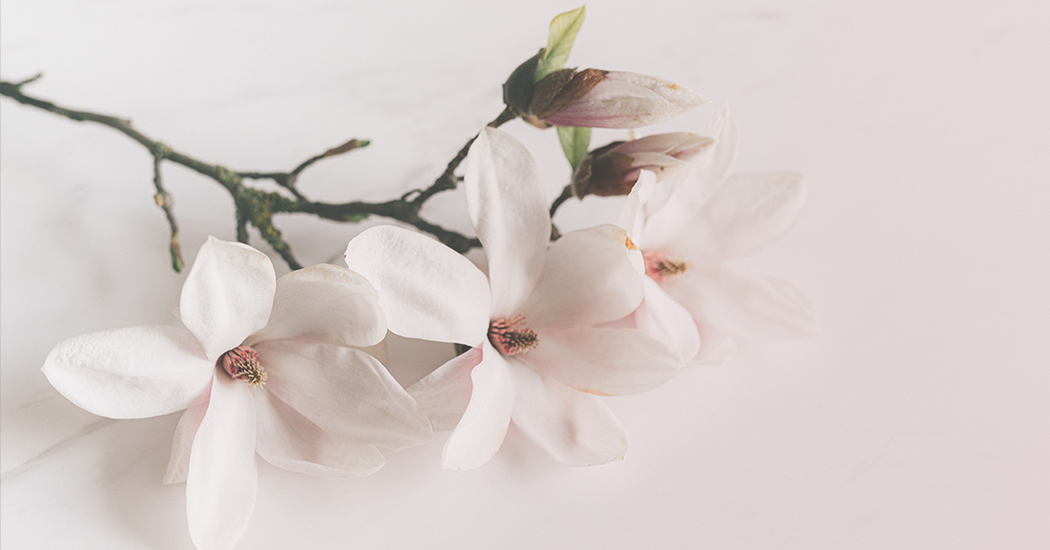 Banner Magnolia flowers and branch