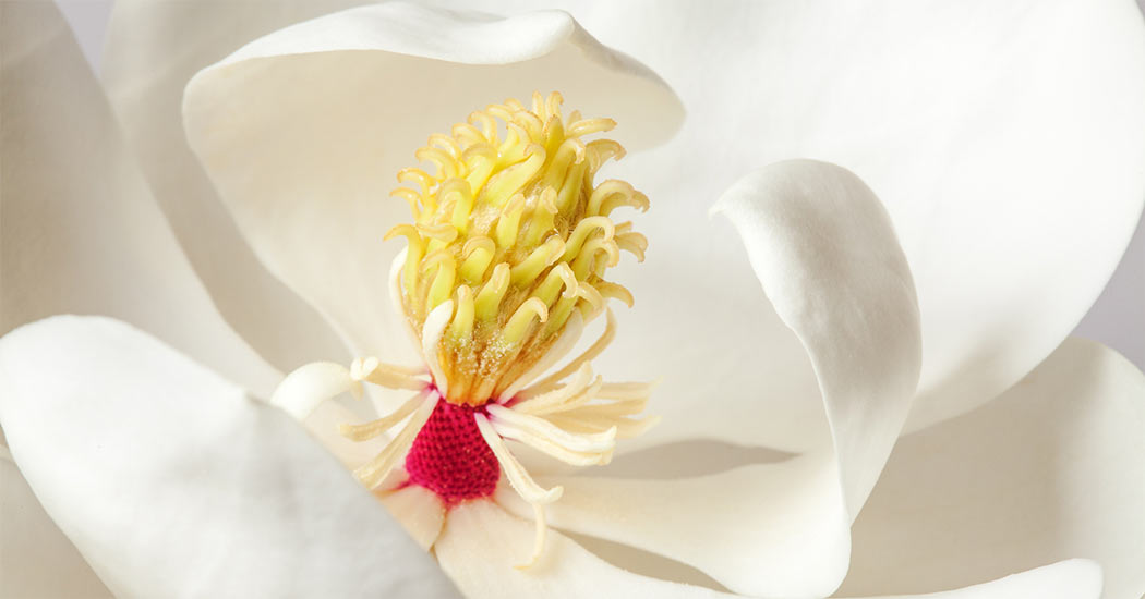 Close up Magnolia